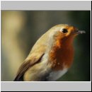 Erithacus rubecula - Rotkehlchen 18.jpg